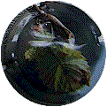 Champagne710a Champagne710a.gif