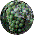 Champagne710f Champagne710f.gif