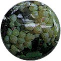 Champagne710g Champagne710g.gif